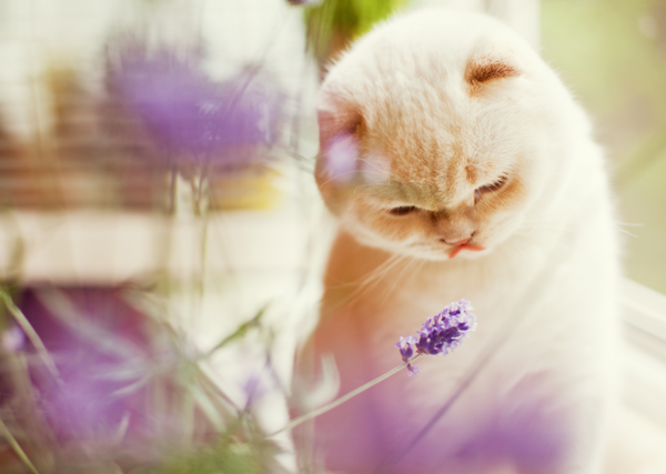 Lavender A Mediterranean Herb That Calms Cats Munchiecat