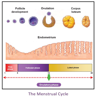 Late Ovulation Causes Symptoms And Tracking Mylo