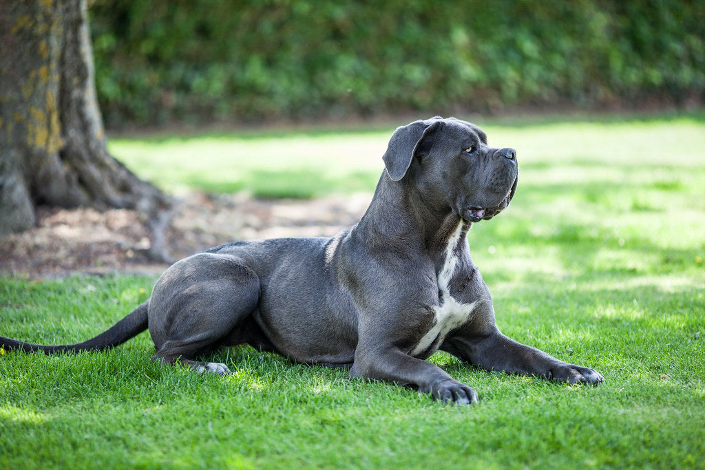 Cane Corso Son Caractere Et Ses Caracteristiques Doggy Co
