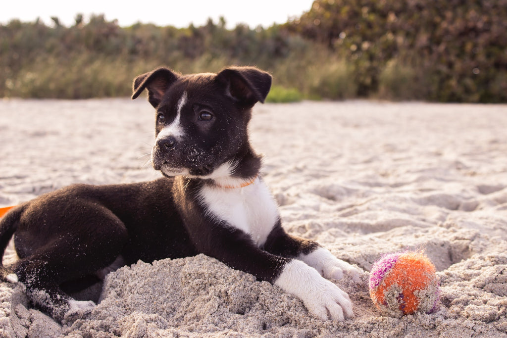 Chiot Qui Mordille Solutions Doggy Co