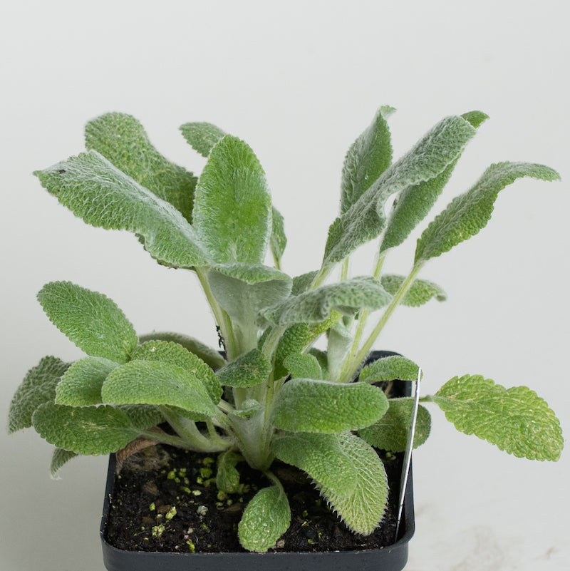 Lambs Ear Plants For Sale Stachys Byzantina The Growers Exchange
