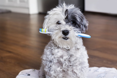 Blog Tips For How To Fix Bad Dog Breath Doggielawn