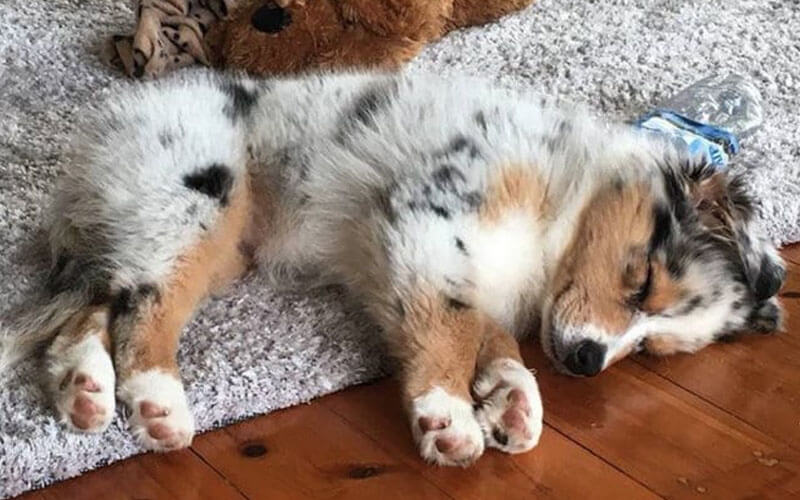 Comment Eduquer Un Berger Australien Berger Australien Passion