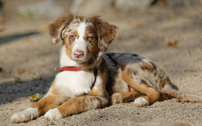 Mon Chiot Berger Australien Mordille Berger Australien Passion