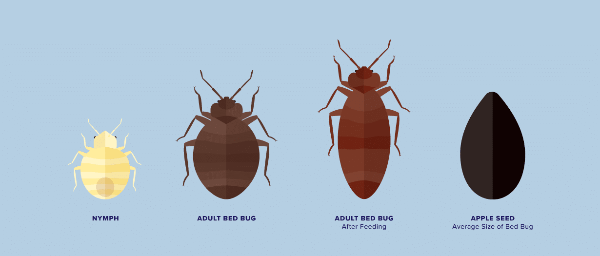 How To Know If You Have Bed Bugs Bedpillows Com