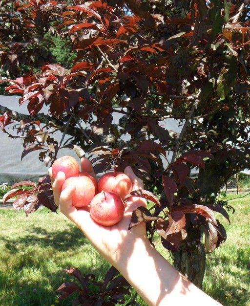 Buy Plum Trees Victoria Plum For Sale Raintree Nursery