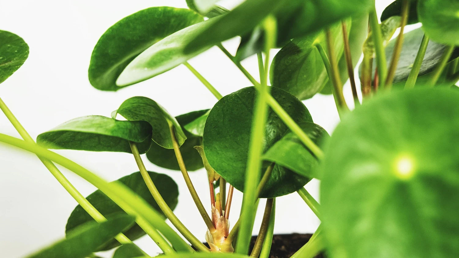 Ufopflanze Pilea Pflege Und Fakten Pflanzenlexikon Feey Ag