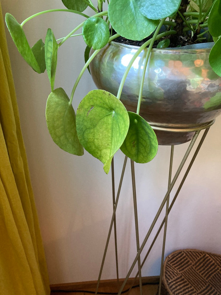 Ufopflanze Pilea Pflege Und Fakten Pflanzenlexikon Feey Ag