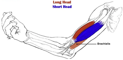 bicep muscle group
