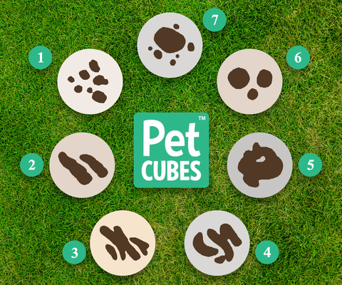 Dog Diarrhea Causes And Treatment Petcubes