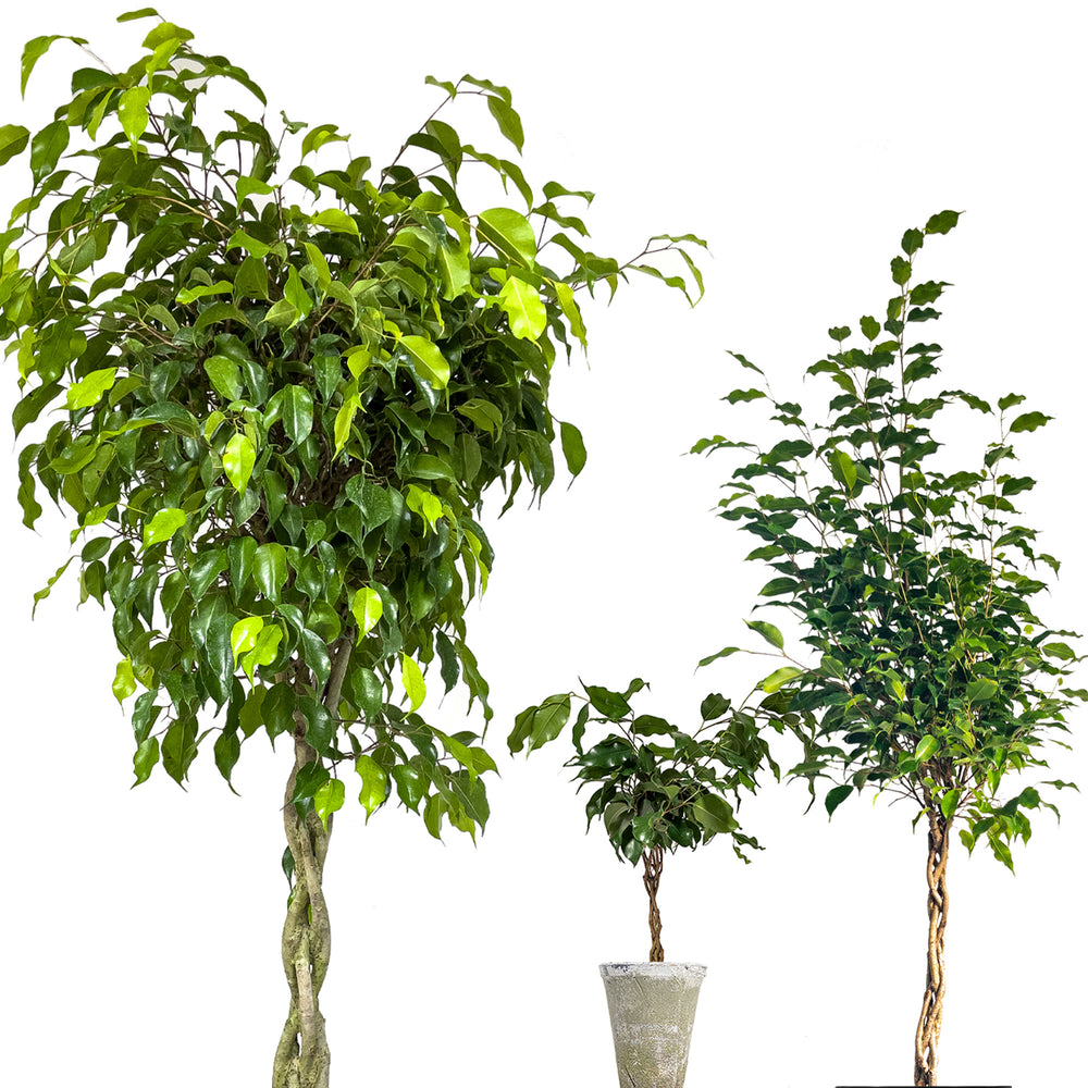 The Ultimate Braided Weeping Fig Care Guide Planterina