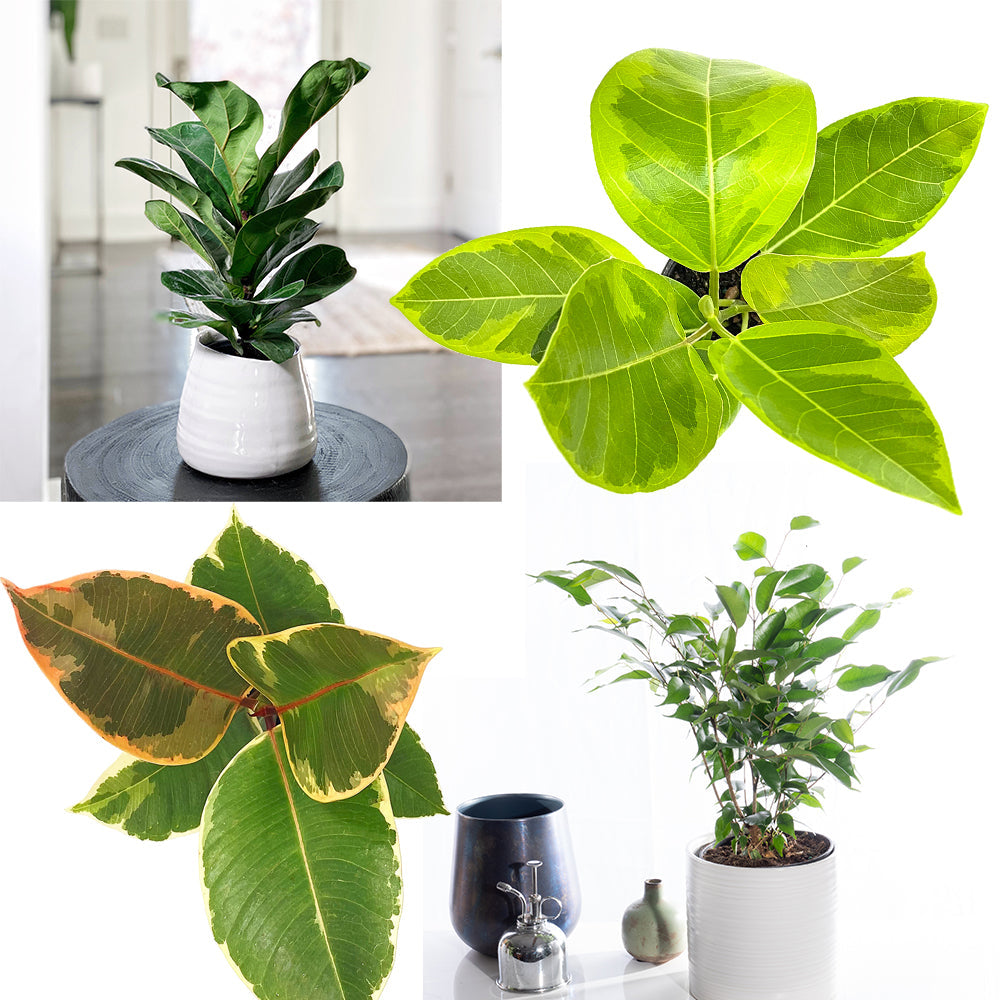 How To Care For Ficus Trees Beginner S Plant Guide Planterina