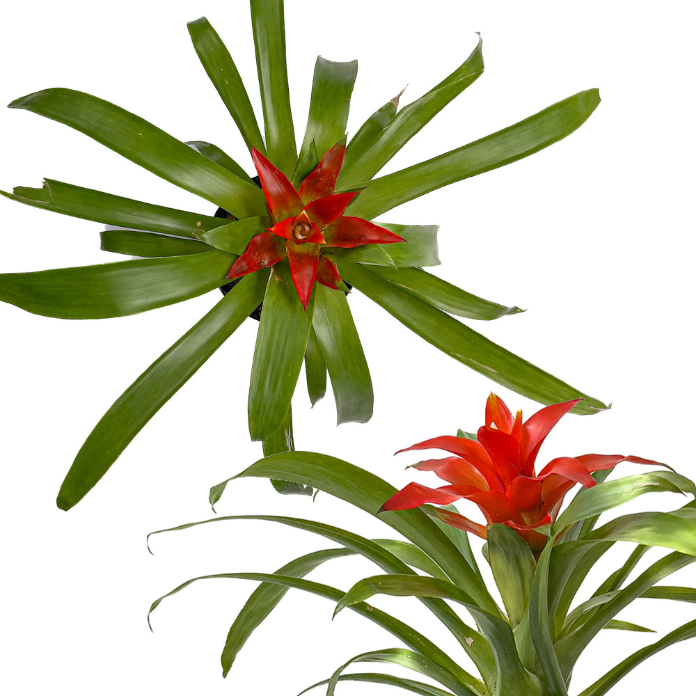 The Ultimate Red Bromeliad Complete Plant Care Guide Planterina