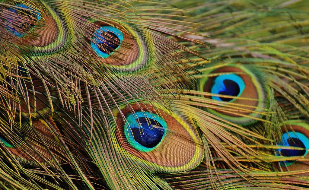 Comprendre La Vraie Signification De La Plume De Paon