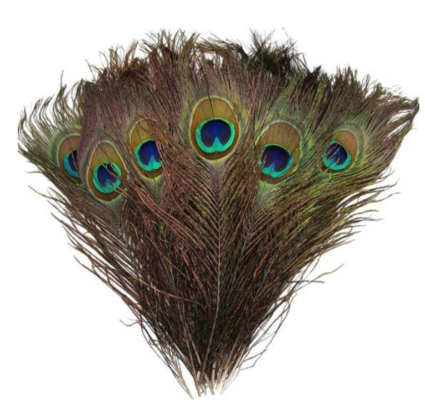 Plumes De Paon Porte Bonheur La Porte Du Bonheur