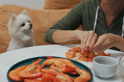 Can Dogs Eat Shrimp The Dog Bakery