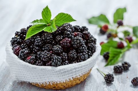 Can Dogs Eat Blackberries The Dog Bakery