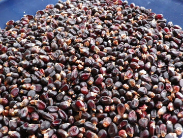 Southern Exposure Seed Exchange Rohrer Seeds