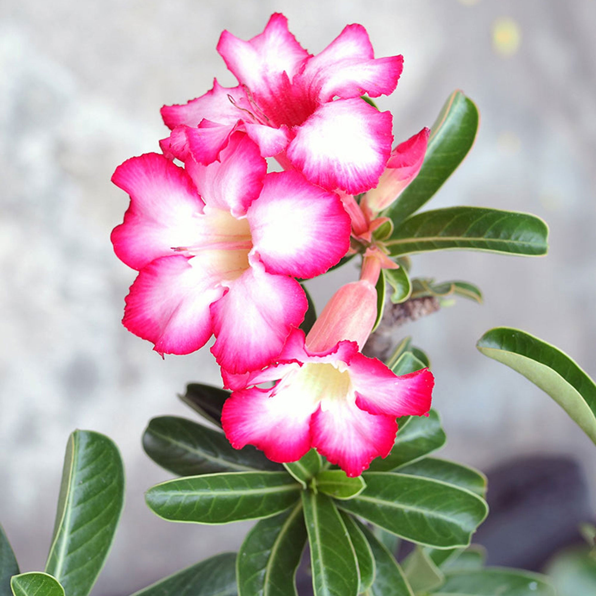 Buy House Plants Now Desert Rose Adenium Obesum Pink Bakker Com