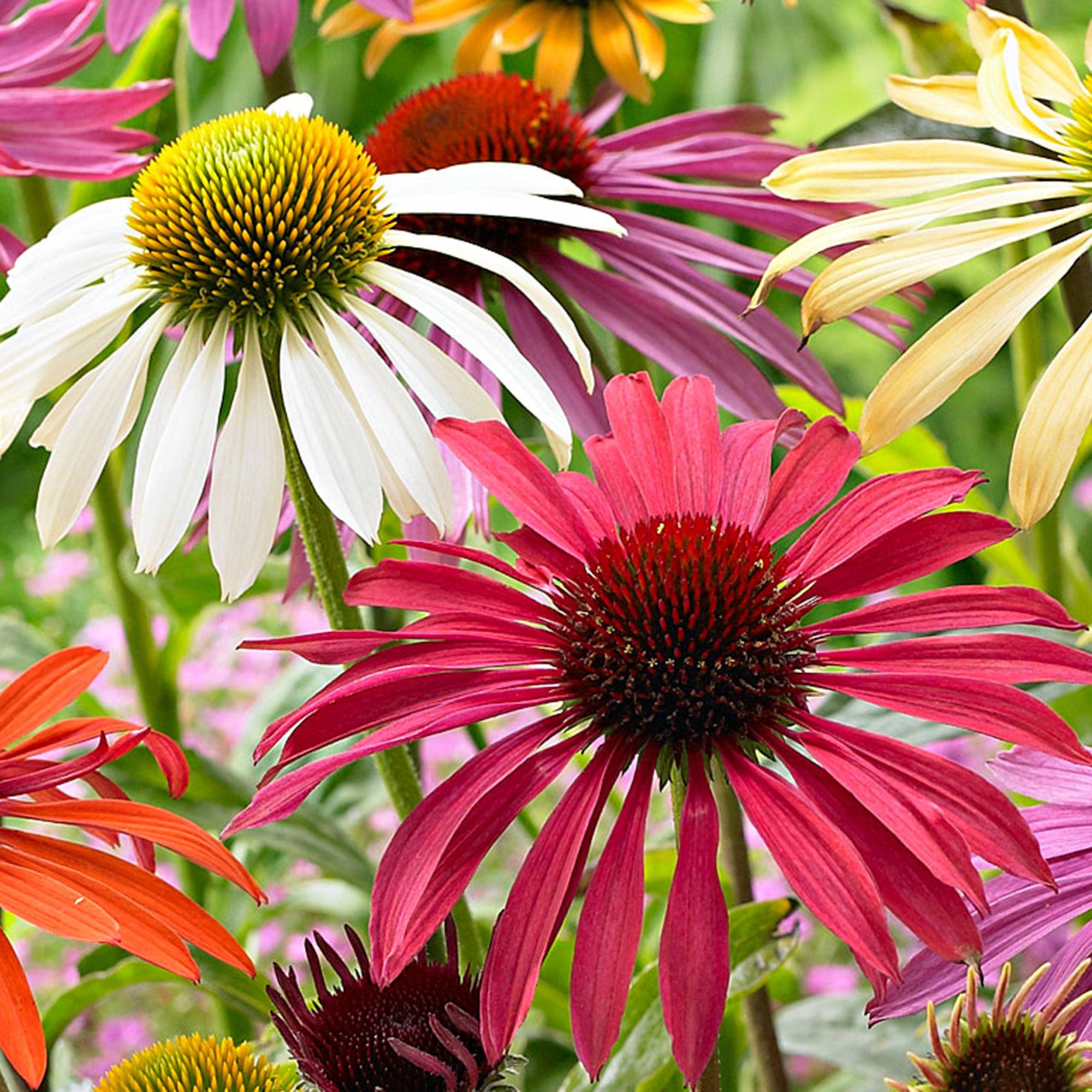 Buy Hardy Perennial 2x Coneflower Echinacea 1x Coneflowers Mix Flower Power Purple White Yellow Bare Rooted Hardy Plant Bakker Com