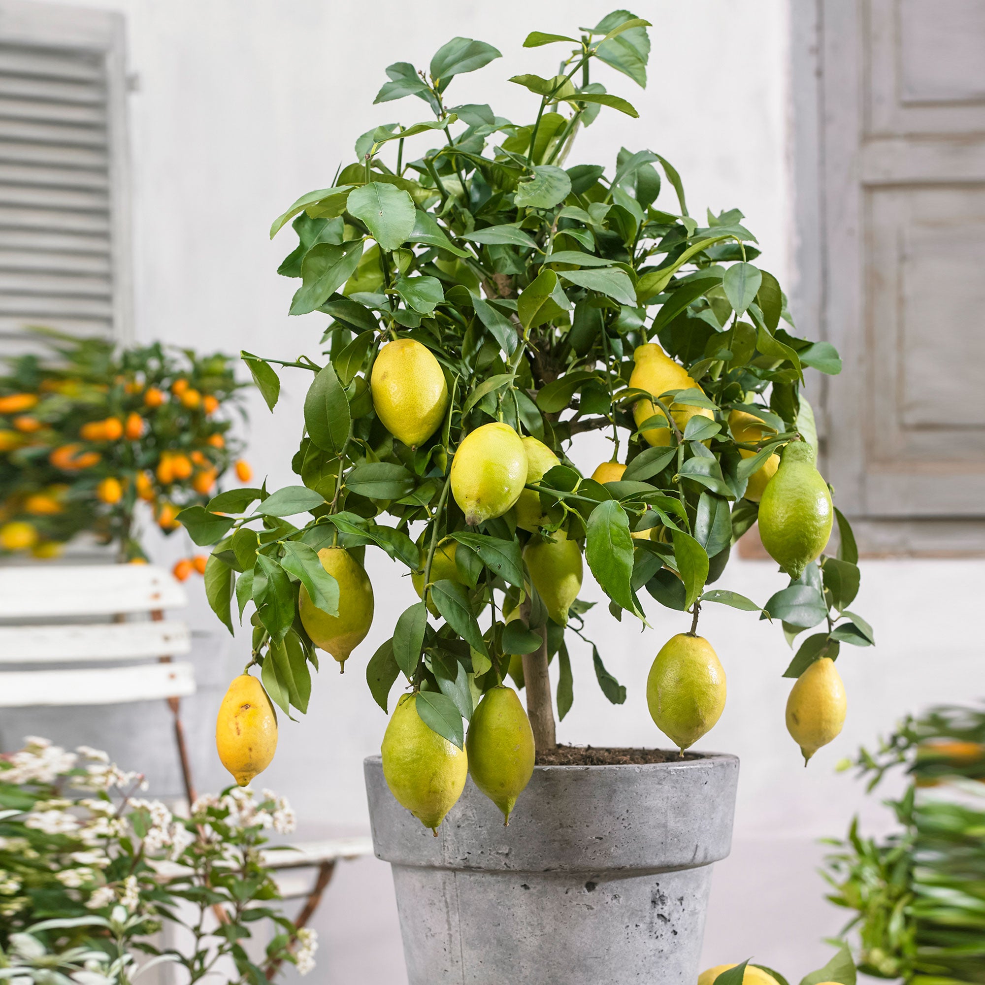Buy Lemon Tree Citrus Limon With Fruit Hardy Plant Bakker Com