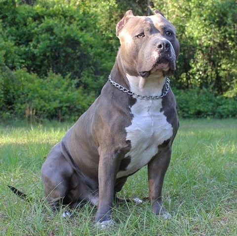 American Bully Bully Max France Vous Dis Tout Bully Max France