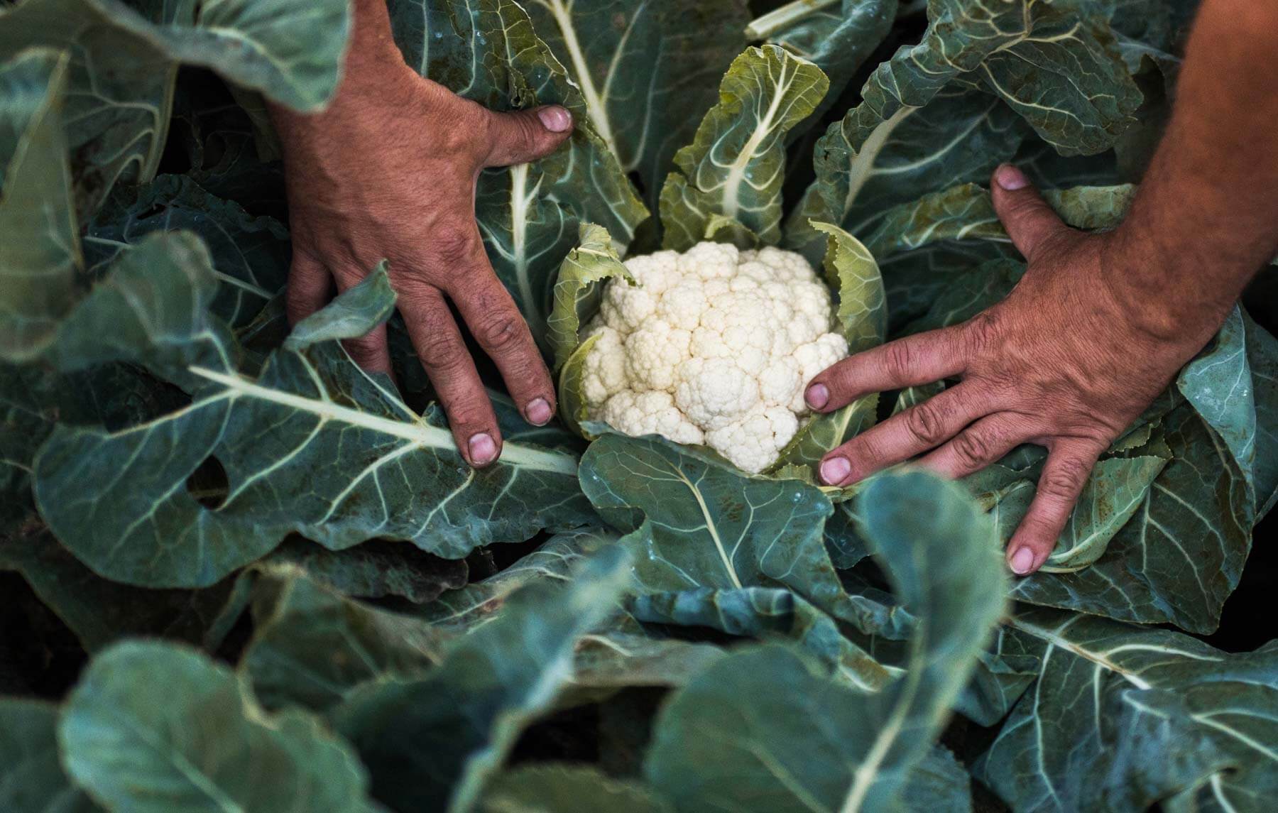 How To Grow Cauliflower In Your Garden Bonnie Plants
