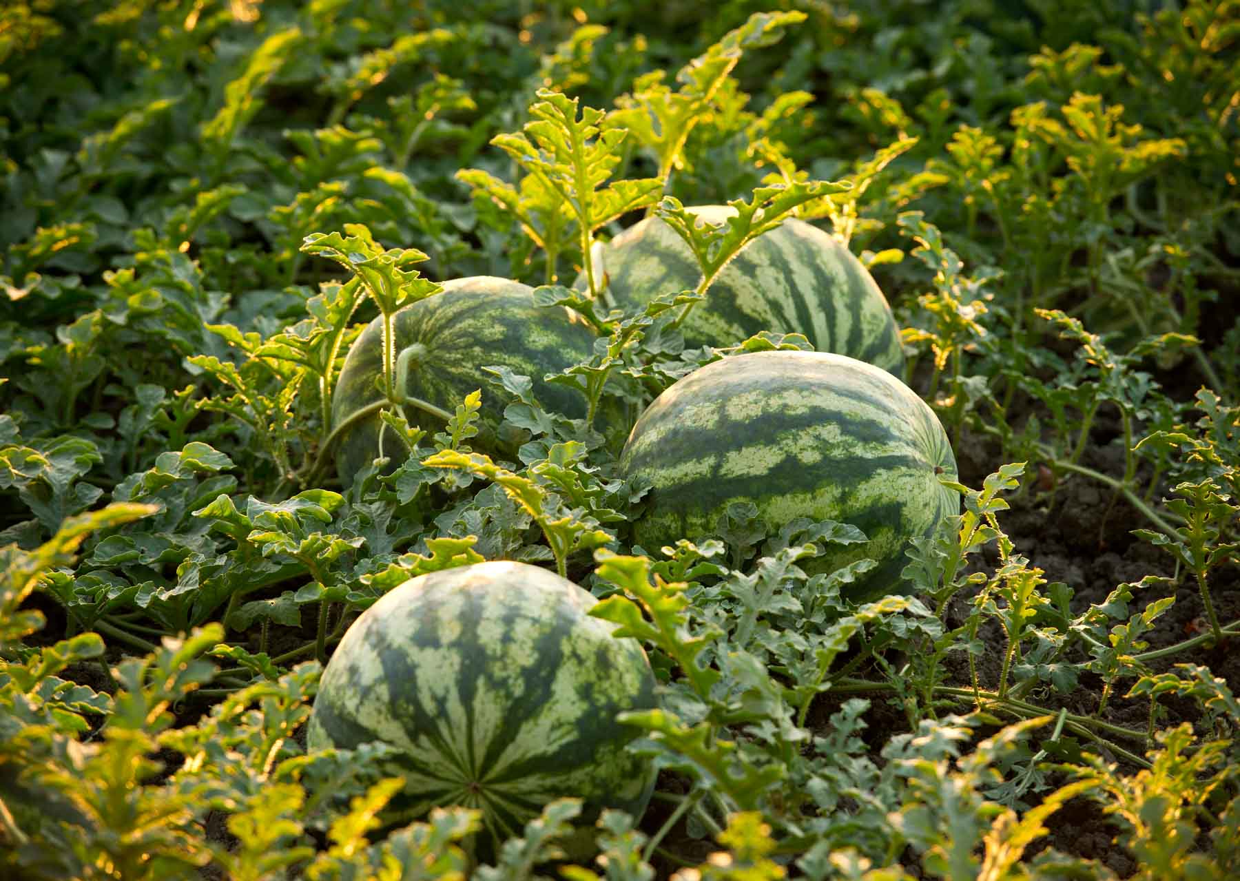 Watermelon Planting How To Grow Watermelons Bonnie Plants
