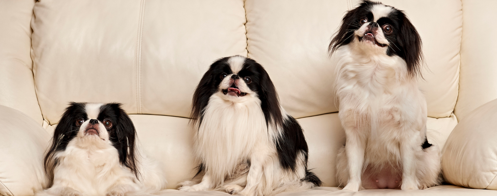 Top 11 Meilleurs Races De Chiens Japonais