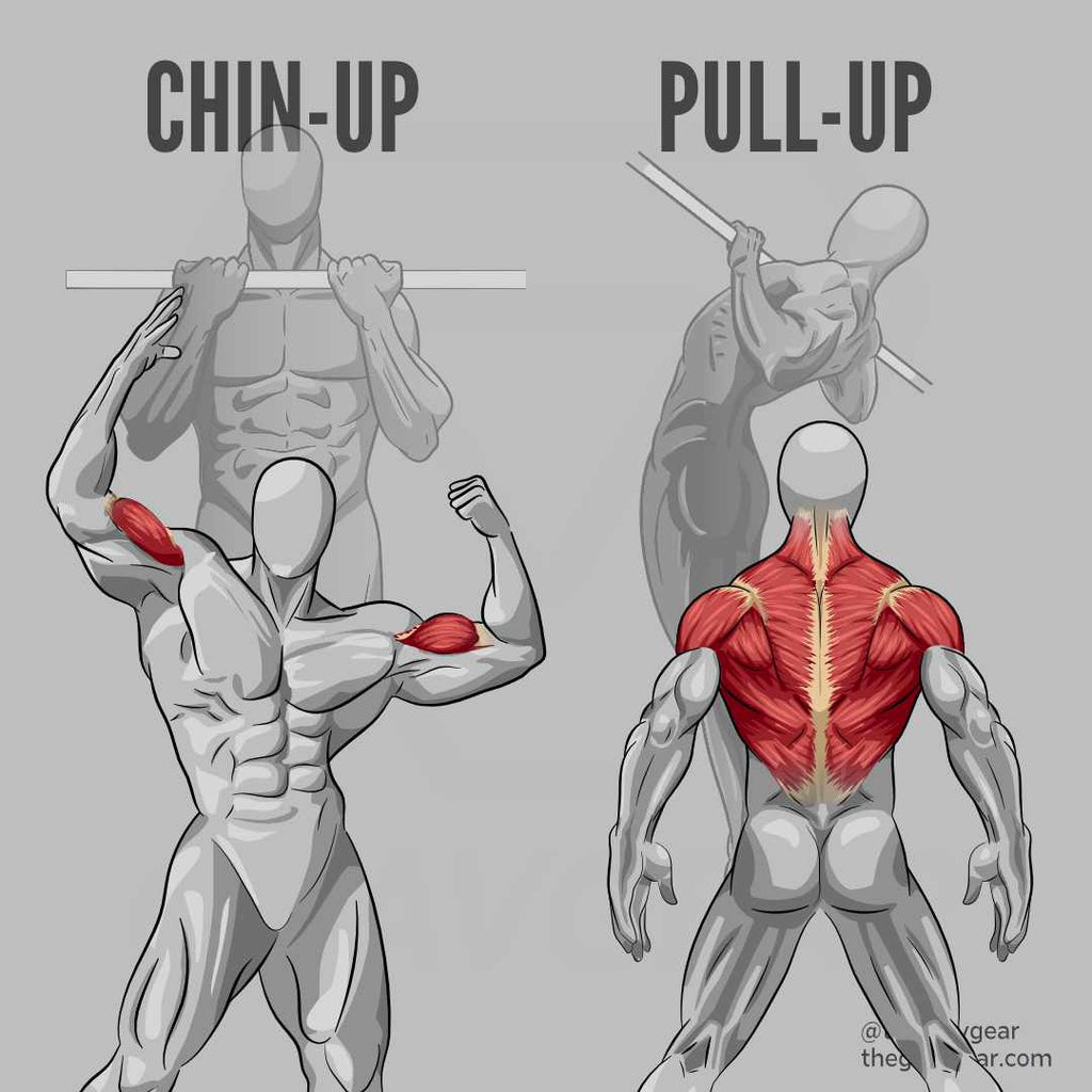Chin Ups Or Pull Ups How To Choose The Best Upper Body Exercise Gravgear