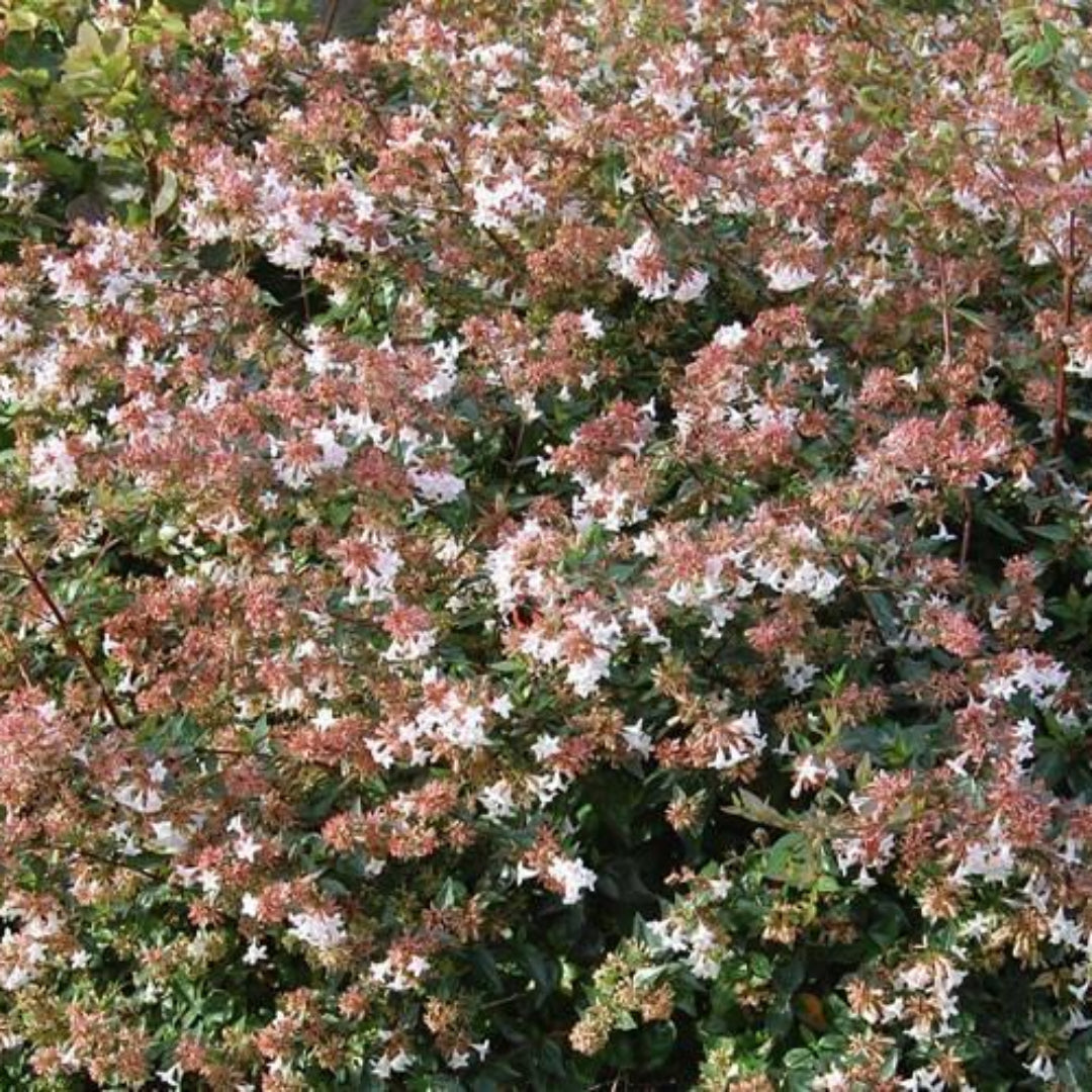 Abelia Rose Creek Astounding Dwarf Foliage In Spring Emerges Deligh Pixies Gardens