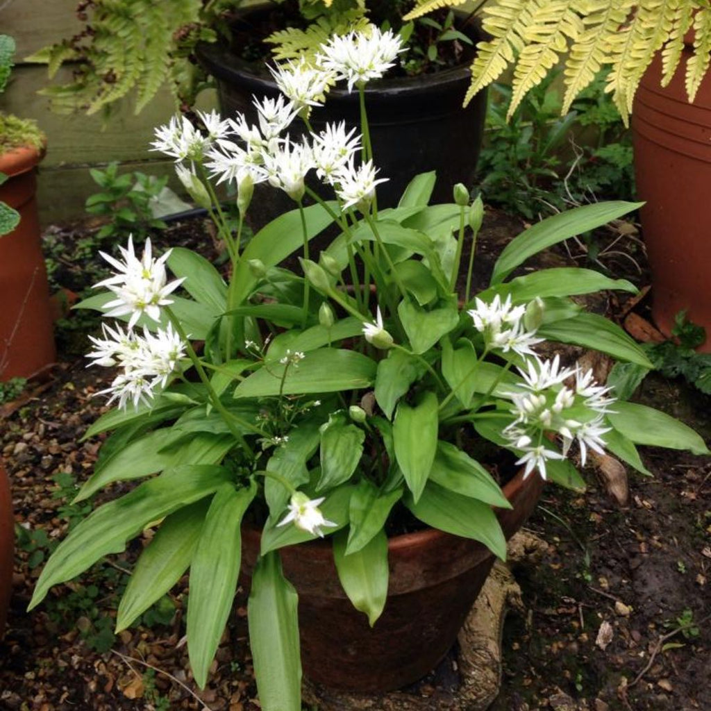 Grow Your Own Wild Garlic Almost Off Grid