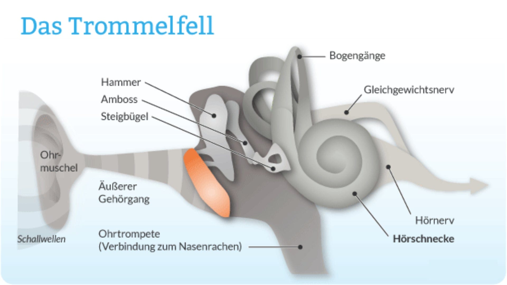 Loch Im Trommelfell Behandlung Ursachen Symptome