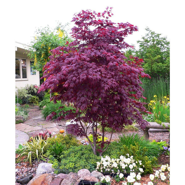 Bloodgood Japanese Maple 10 175cm Container Sheridan Nurseries Online