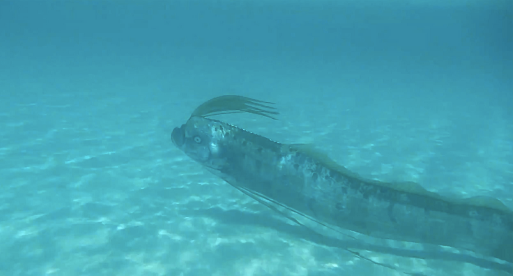 All About The Oarfish The Sea Serpent Gage Beasley