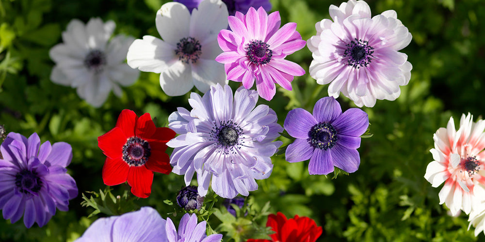 Growing Guides How To Grow Anemone Bulbs