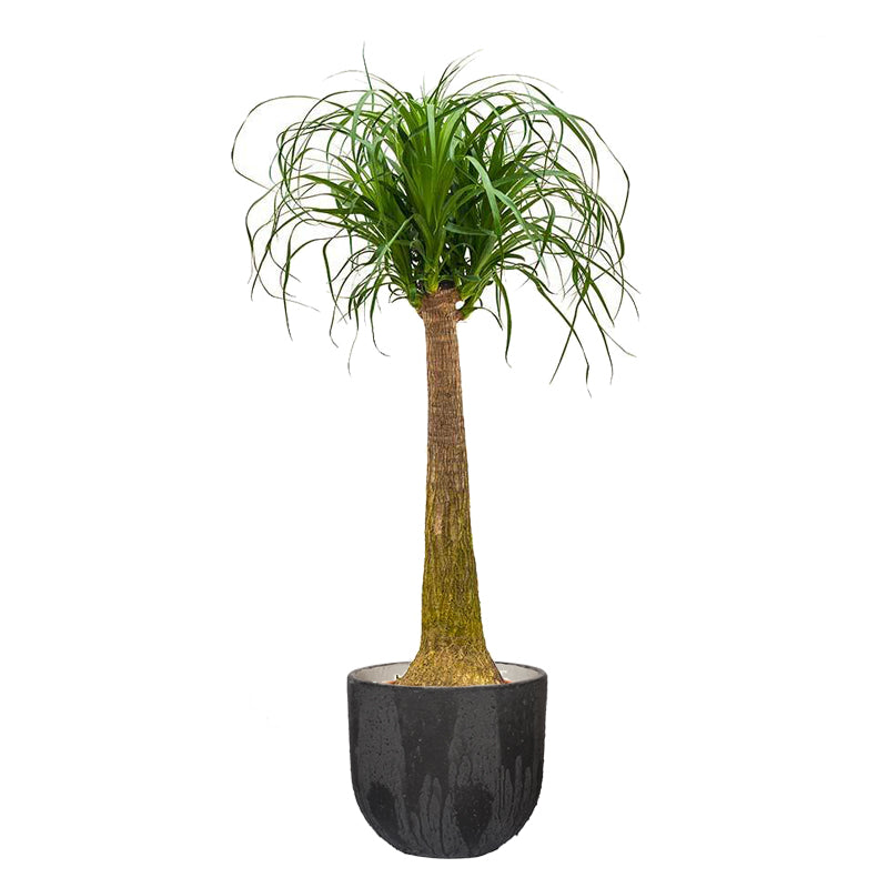 Elephant S Foot Palm The Plant People