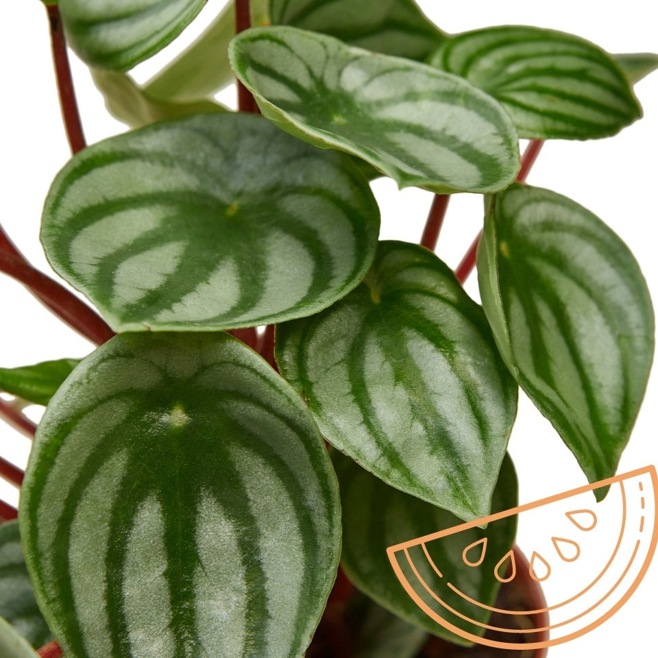 Peperomia Ginny Live On Store Of Green Door Garden Green Door Garden