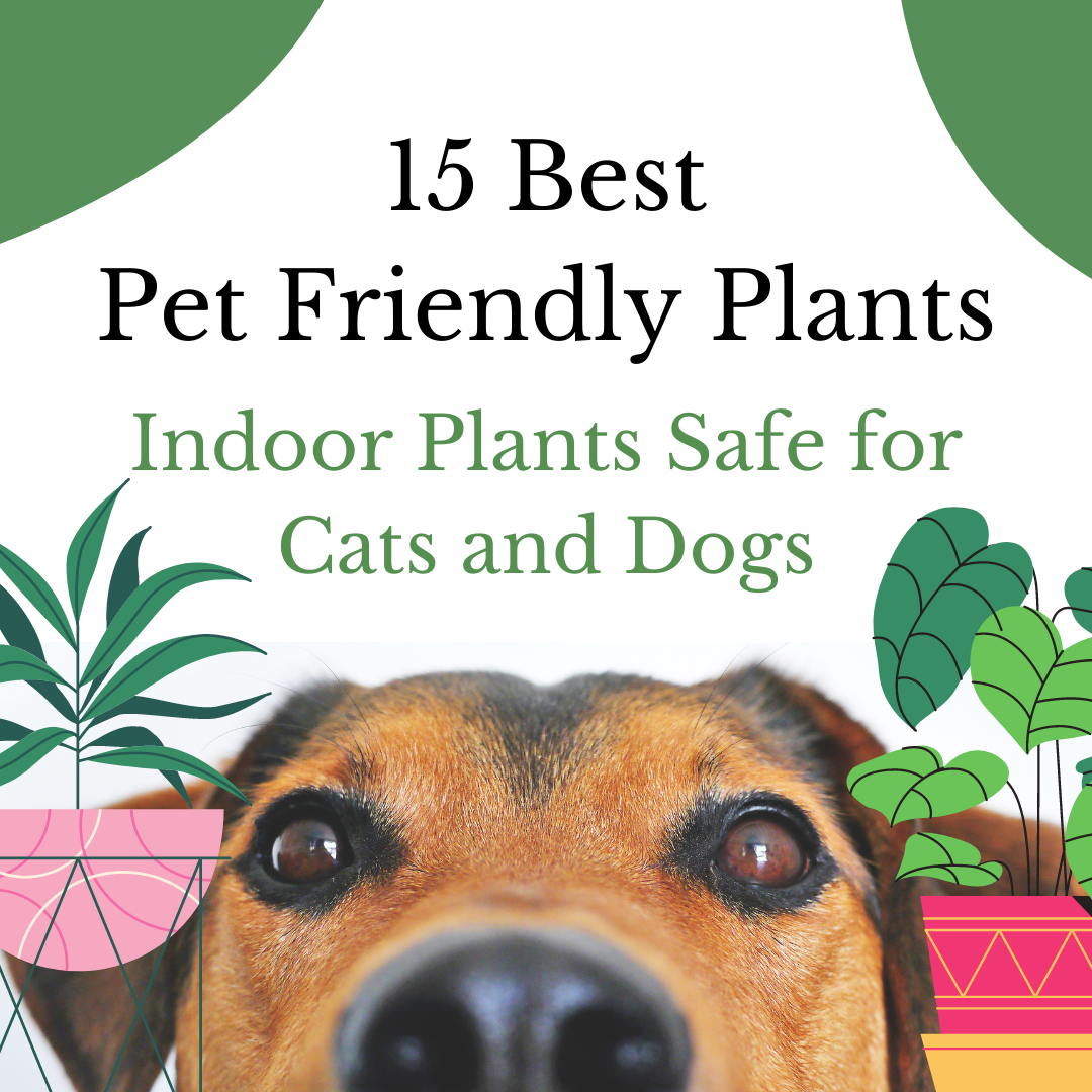 15 Best Pet Friendly Plants Indoor Plants Safe For Pets Cheeky Plant Co