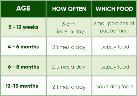 How Often Should I Feed My Puppy Beco