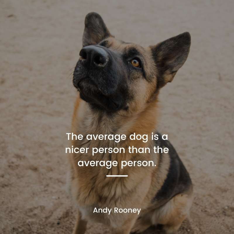 280 Best German Shepherd Dog Quotes With Photo Gsd Colony