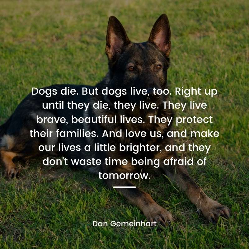 280 Best German Shepherd Dog Quotes With Photo Gsd Colony
