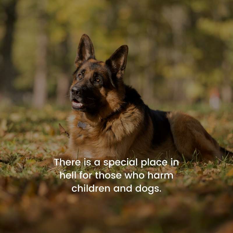 280 Best German Shepherd Dog Quotes With Photo Gsd Colony