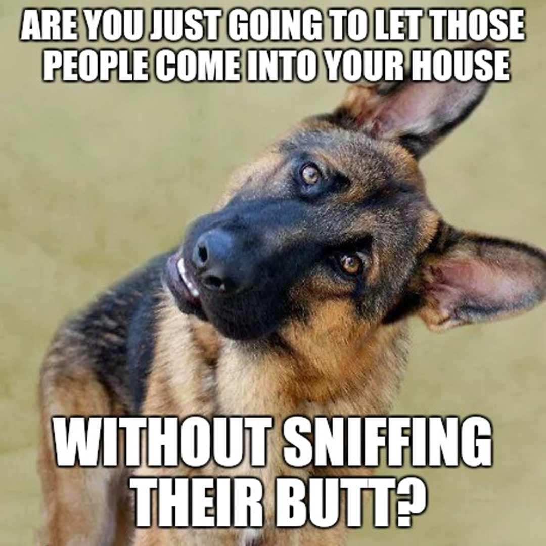 50 German Shepherd Memes Memes That Cure Sadness Gsd Colony
