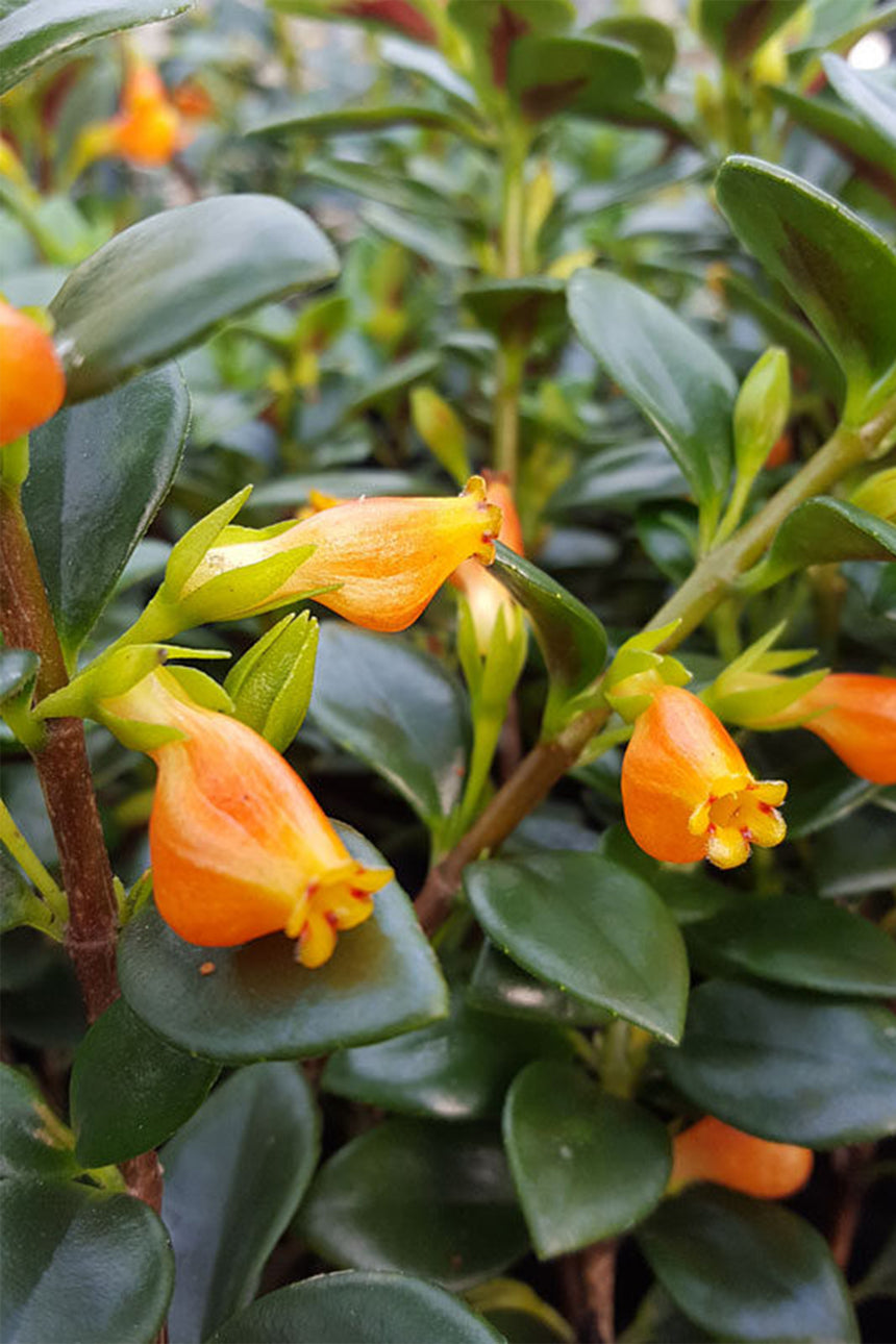 Nematanthus Nervosus Black Gold Goldfish Plant Yarrow