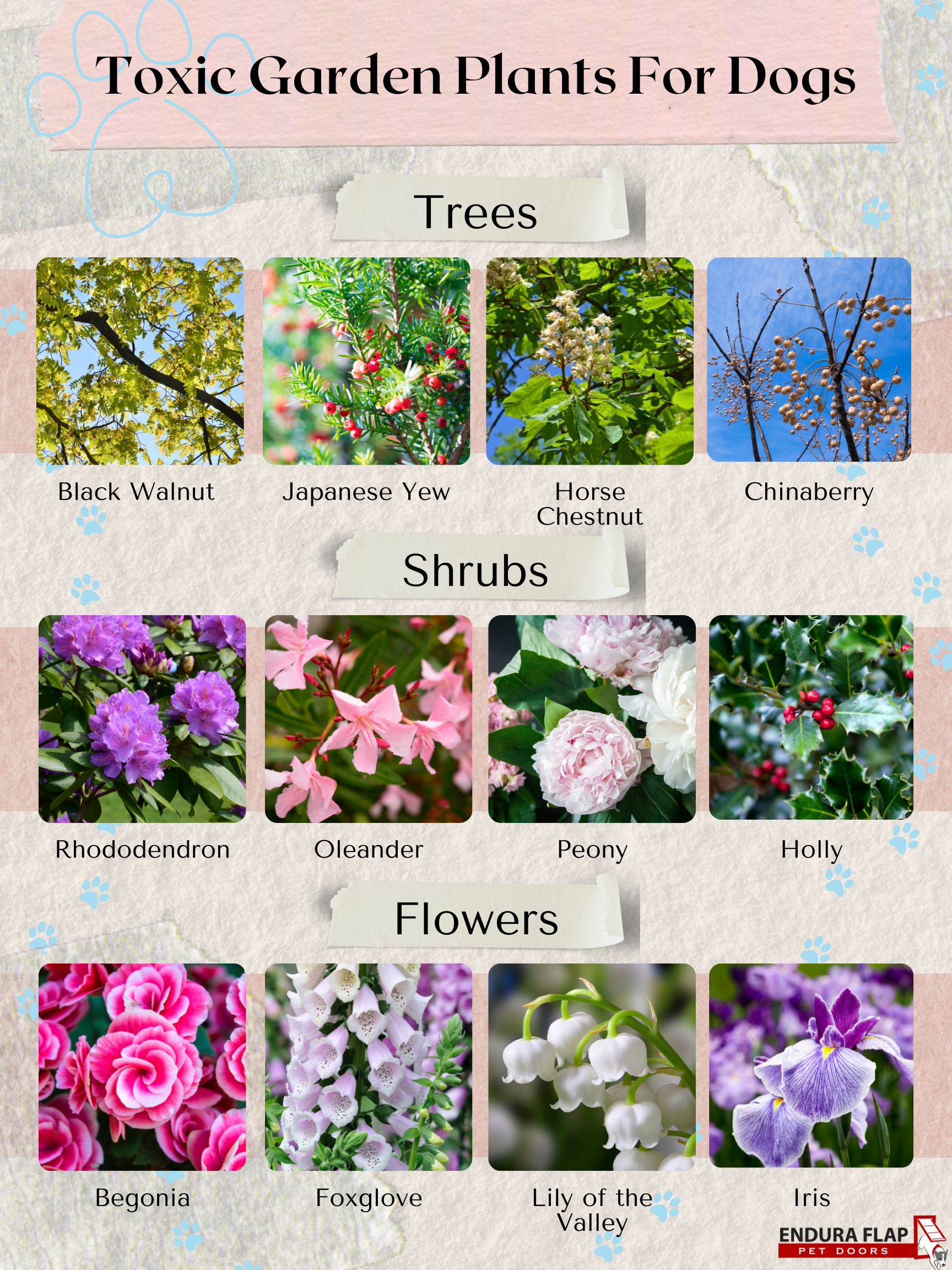 12 Common Garden Plants To Keep Away From Your Dog