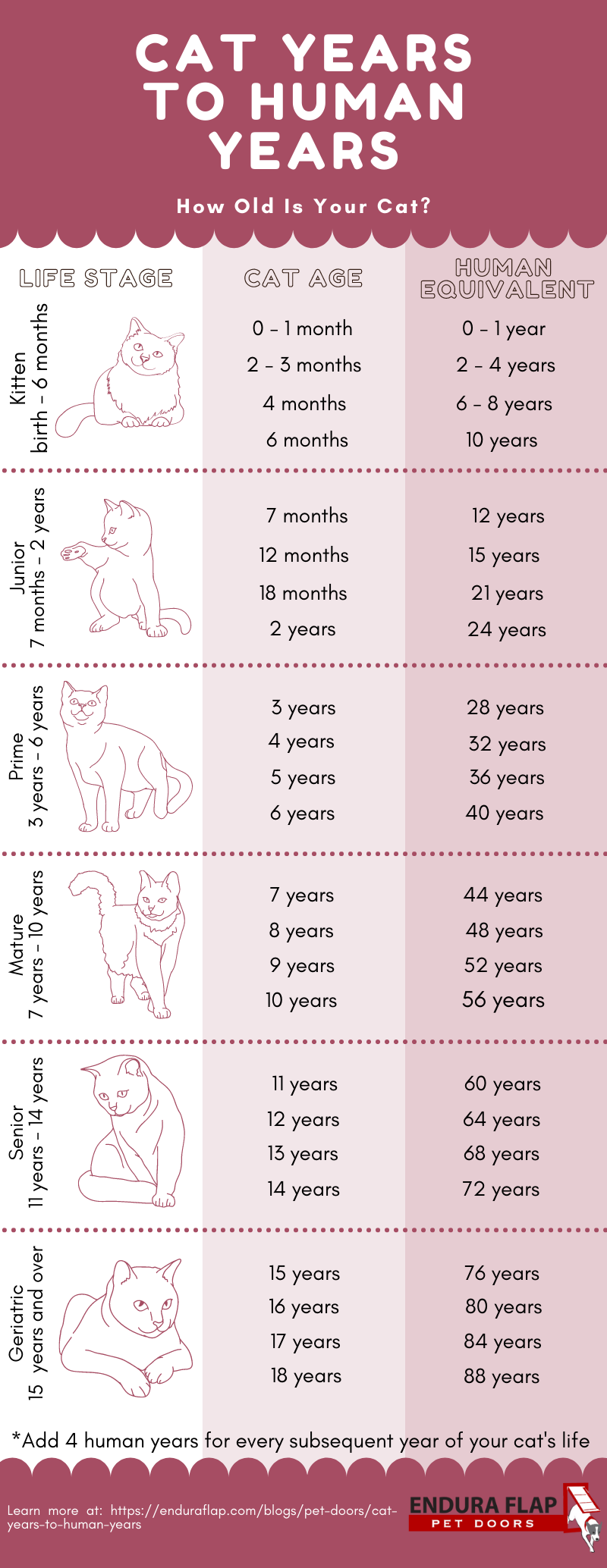 How Old Is My Cat In Human Years Cat To Human Age Chart