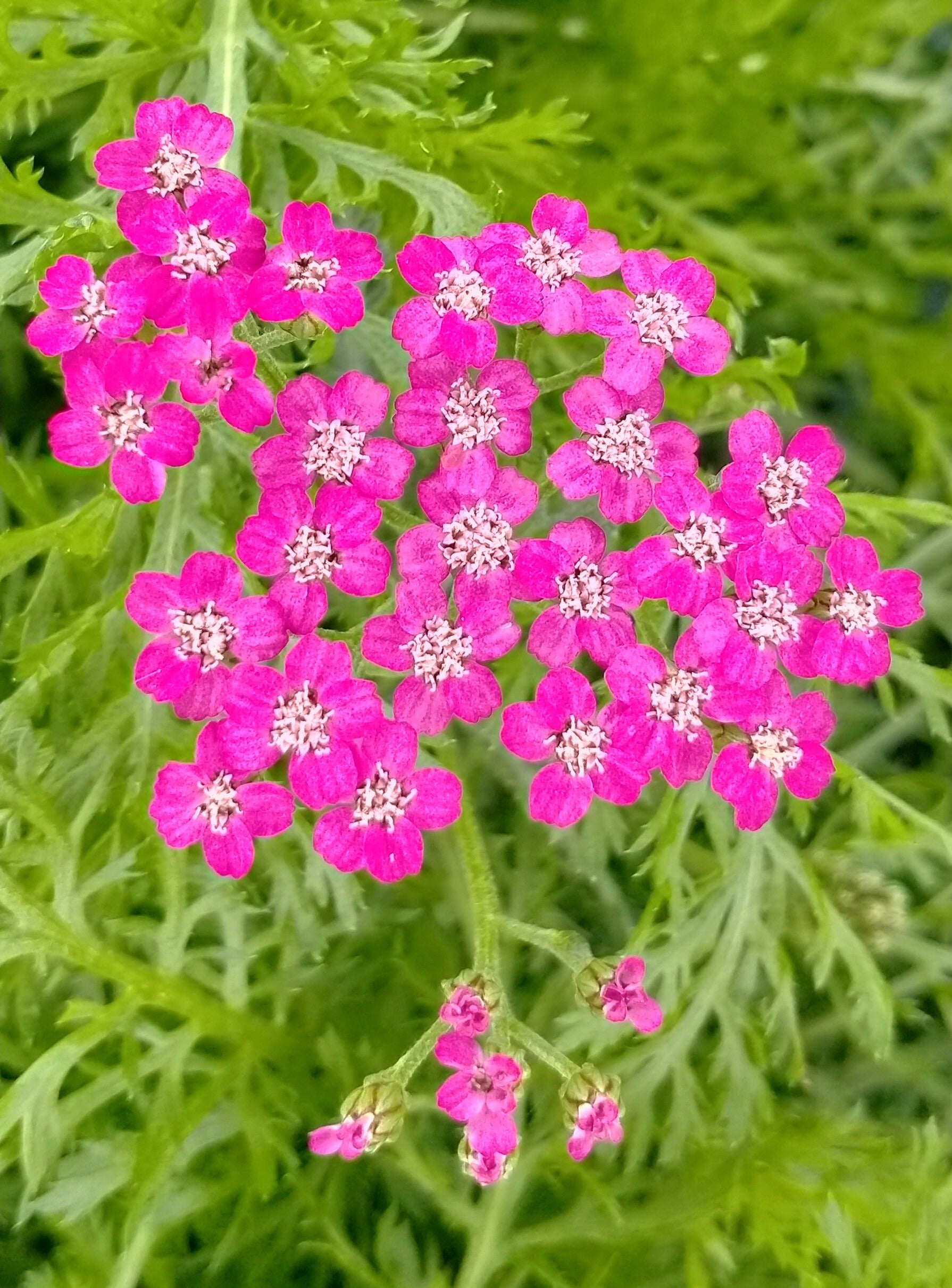 Achillea Millefolium Cerise Queen Pine Tree Nurseries