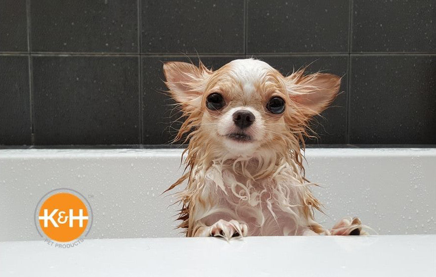 How Often Should You Wash Your Dog K H Pet Products
