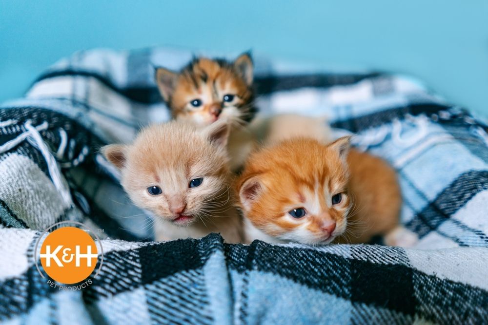Newborn Kitten Care Week By Week K H Pet Products